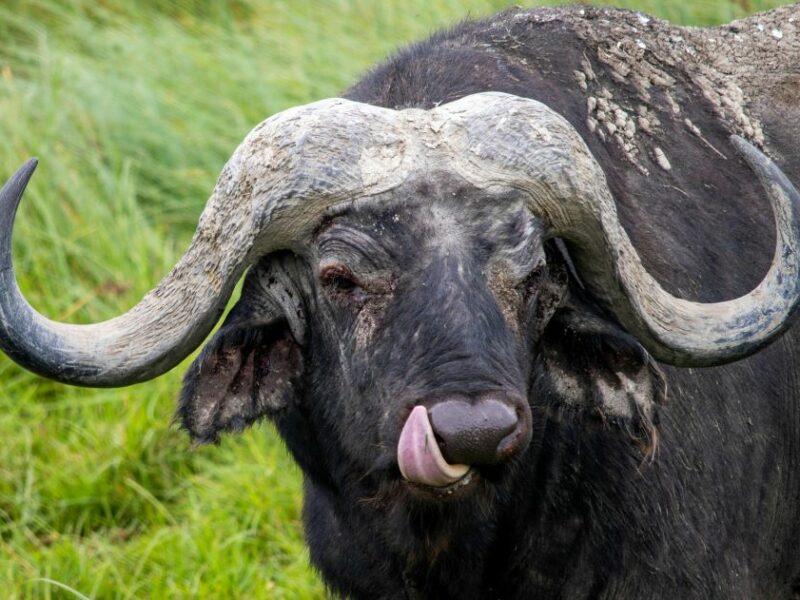 Close up of a male buffalo